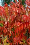 Rhusthypfina (Sumac)