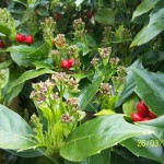 Aucuba Japonica Rozannie