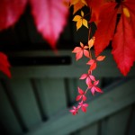 Дива лоза (Parthenocissus)