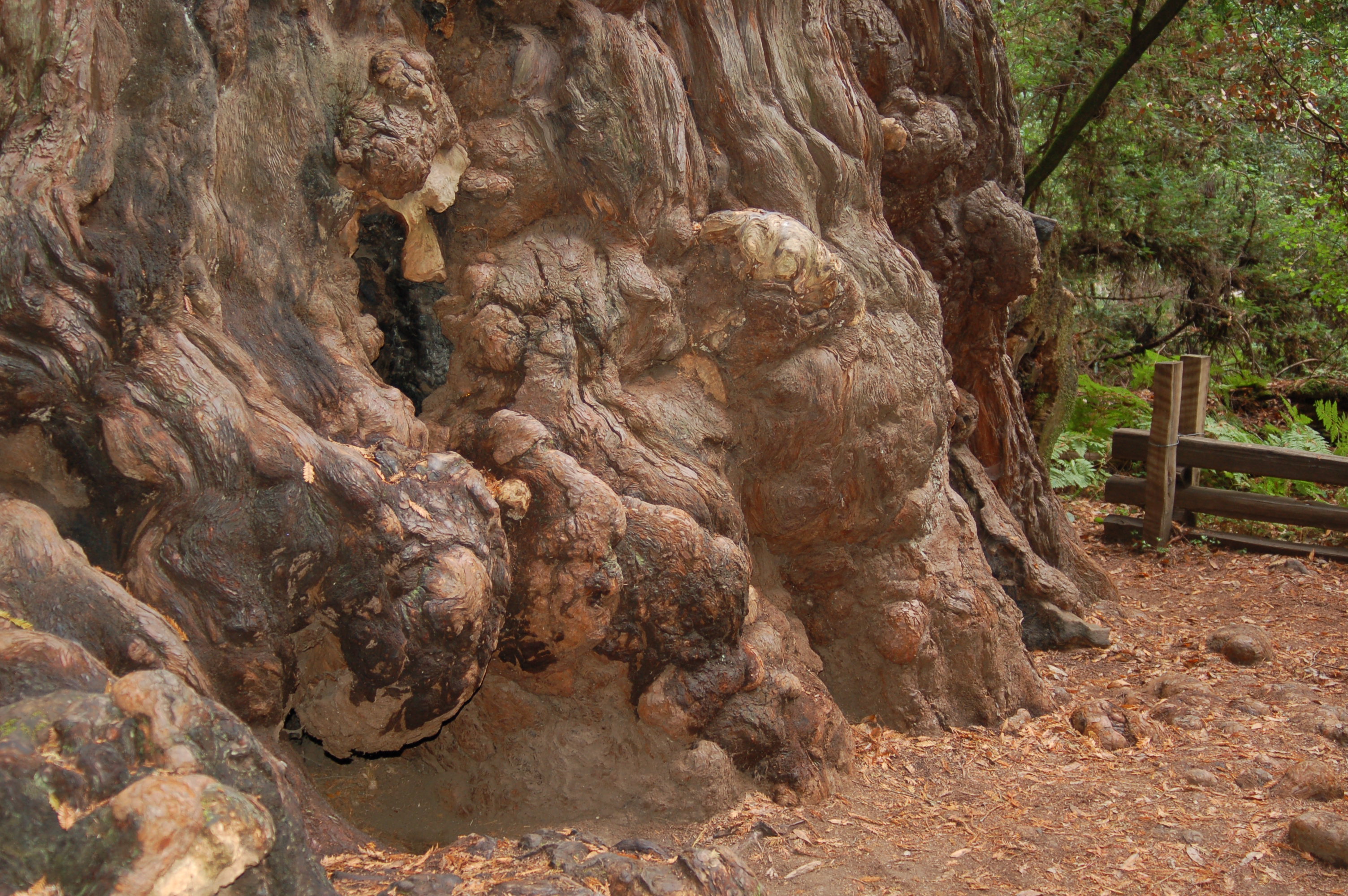 Гигантска секвоя (Sequoiadendron giganteum) - възли