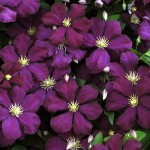 Clematis