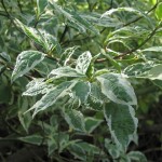 Cornus Alba