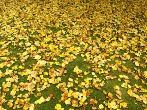 Моравата през есента
