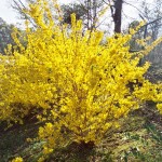 Форзиция (Forsythia)