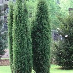 Синя смрика (Juniperus Communis) в озеленяването