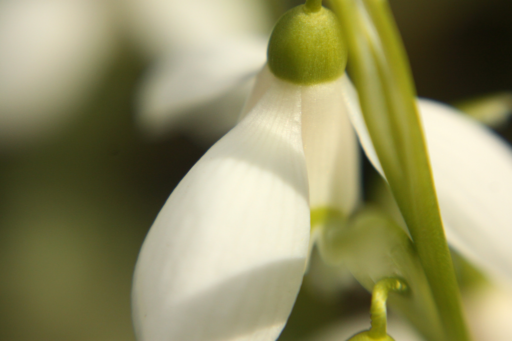 Кокиче (Galanthus nivalis)