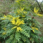 Японска махония (Mahonia japonica)