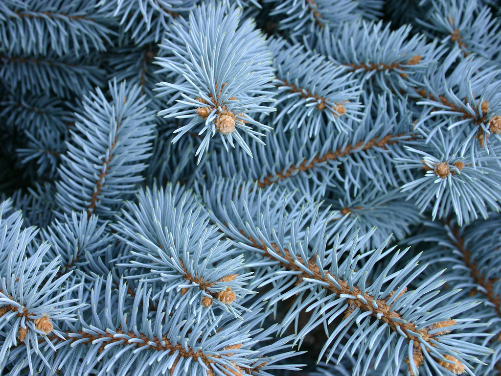 Клонки на Сребрист смърч (Picea Pungens)