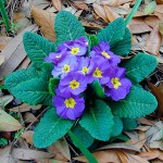 Безстъблена иглика (Primula vulgaris)