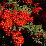 Пираканта (Pyracantha Coccinea)