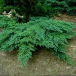 Смрика - Сабина (Juniperus Sabina)