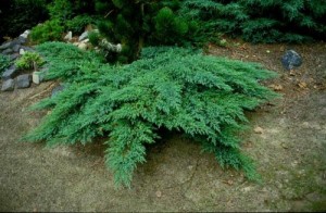 Смрика - Сабина (Juniperus Sabina)
