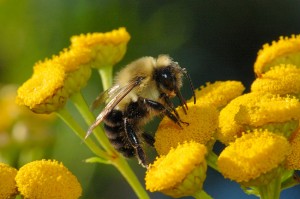 Синдромът на изчезналите пчели