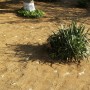 Озеленяване на частен двор в с. Пожарево - заравняване, засаждане на тревна смес