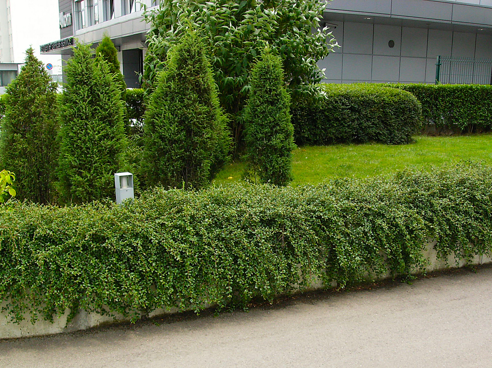 Озеленяване на пространство пред бизнес сграда на бул. Тодор Каблешков