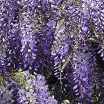 Глициния (Wisteria)
